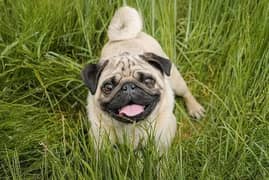 adult male pug