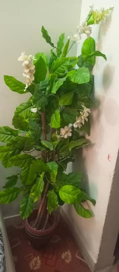 corner flower