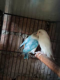 lovebirds