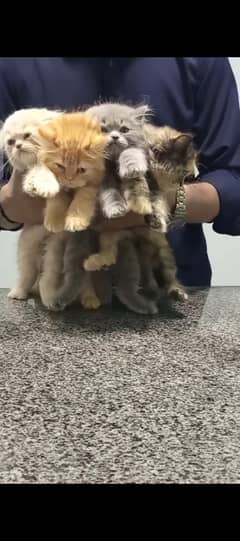 Persion Kitten Available For Sale