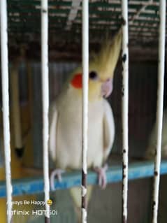 cockatiel