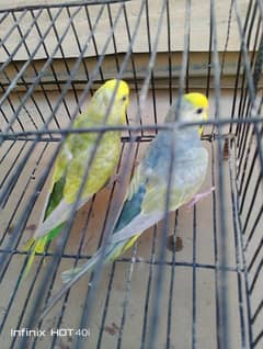 Rainbow Voilet, or Voilet blood line birds