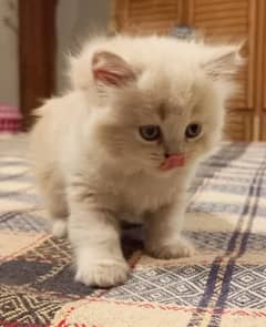 Persian kitten