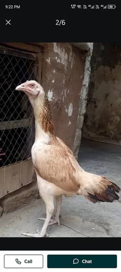 Aseal murgi and two chicks thi cross full active