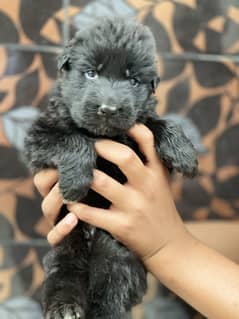 Black German shepherd male puppy