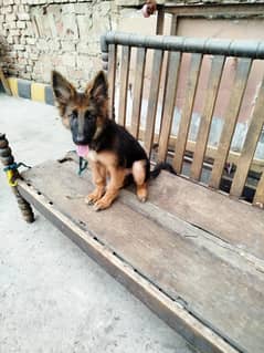 gsd double coat puppy female