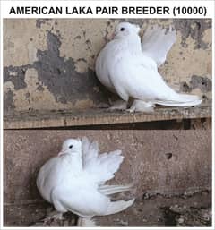 Fancy Pigeon | kabutar | sherazi | Mukhi | American Laga |Santinent