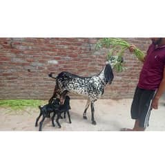 bakri for sale 03094295028