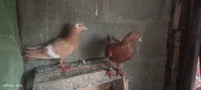 Rangeen Breeder Pair