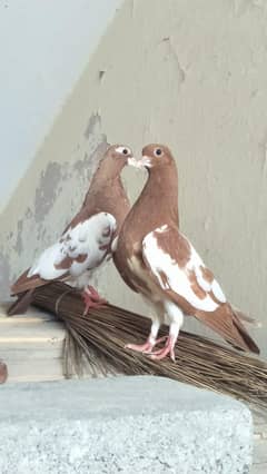 extreme quality Bird for sale