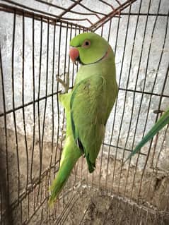 Home breed urgent sale