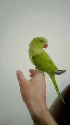 Green ringneck parrot  handtame self chick