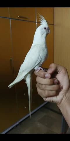 chick