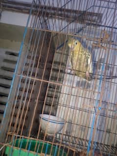 Cocktail parrats for sale male female dono mil jai gey or jora bhi mil