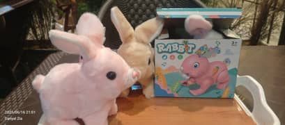 Rabbit