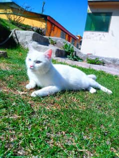 persiam cat single coat for sale  what's app: 03485571226