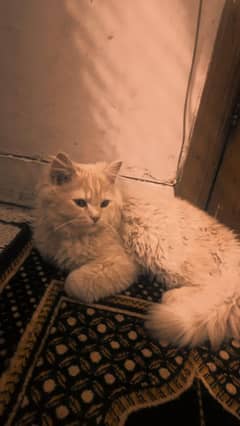 Persian Cat for Sale