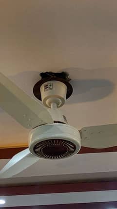 PAK FAN
