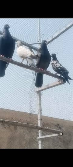 kabotar for sale