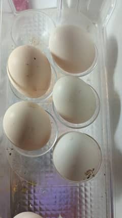 Quality Heera Hen eggs.