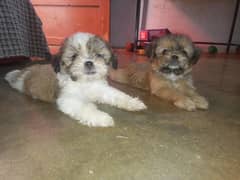 SHITZU PuPs Toy Size 45 Days Females