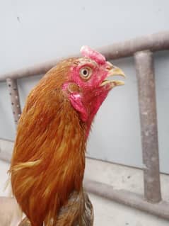 Aseel Hen Mianwali