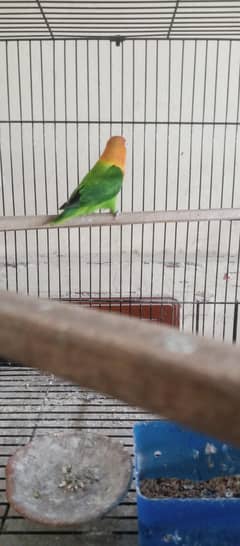 love birds