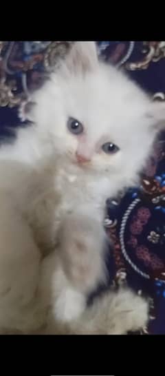 cute panch face kitten