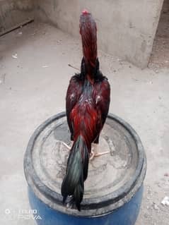 murga for sell