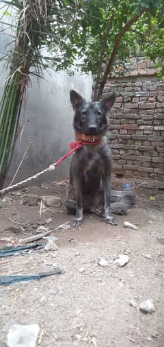 dog ka name bozoo