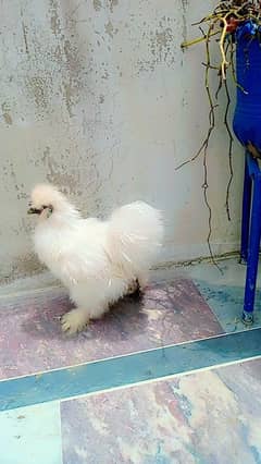 silkie Hen pair ready to Breed