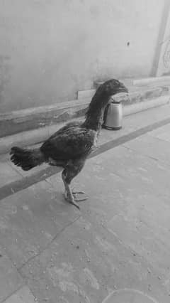 Lakhi