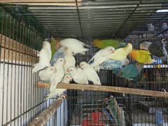 Albino Red Eye and split RE for sale.