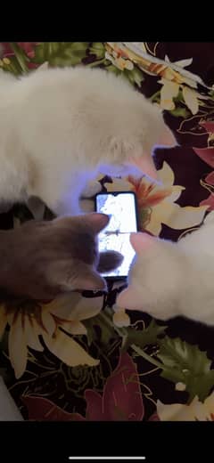 Adorable Cats for Sale – Looking for Loving Homes!