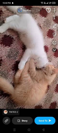 Persian cats pair of 3 months of Rs. 5000 each