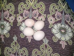 Aseel Egg only 4 unfertile