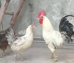 1 Murga 02 Hens
