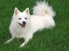 rushen dog