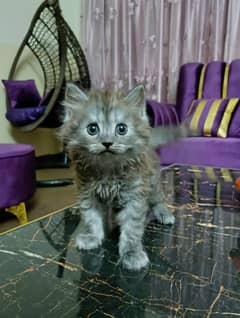 pesian