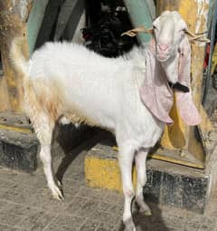 pure gulabi breeder bakra 6 daant