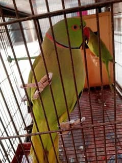 green ringnick k 2 chicks for sale