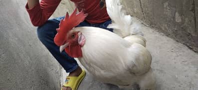hair color white australops