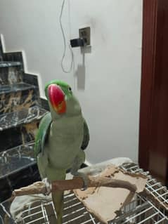 Raw Parrot Hand Tamed