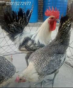 Misri golden male and females