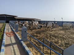 Cattle