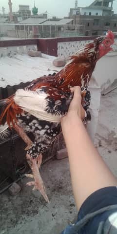 hens for sell