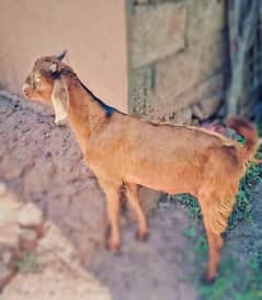 2 Male Goats For Sell