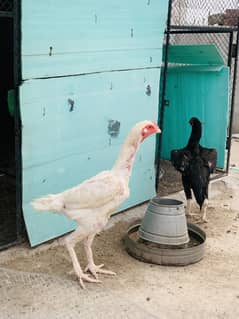 Aseel shamo pair o shamo breed father pic on demand