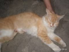 golden and white Persian cat golden eyes