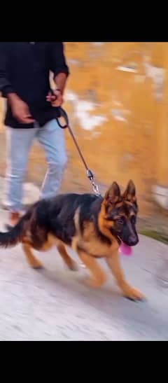 German shepherd male 5 month age